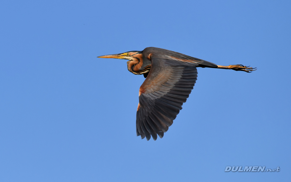 Purple heron (Ardea purpurea)